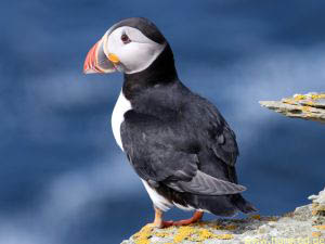 IMG_4250_puffin.jpg